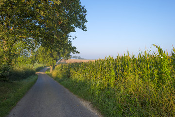 Corn in a field in the light of sunrise