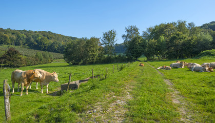 Tracks through a meadow in summer