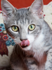 Gatto