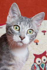 Gatto