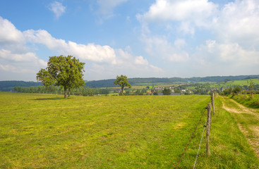 Trees in a meadow in summer