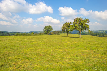 Trees in a meadow in summer
