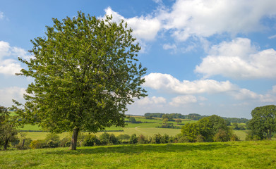 Fototapeta na wymiar Tree in a meadow in summer