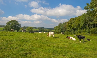 Cows in a meadow in summer