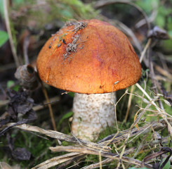 bright mushroom Boletus