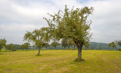 Fruit trees in a meadow in summer