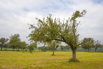 Fototapeta na wymiar Fruit trees in a meadow in summer