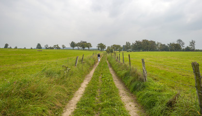 Fototapeta na wymiar Tracks along a meadow in summer