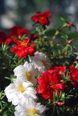 White and red double moss rose
