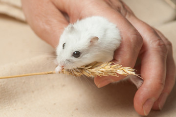 hamster eat a seed.