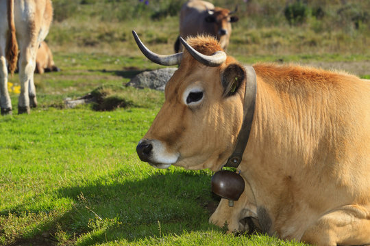 Vache d'Aubrac