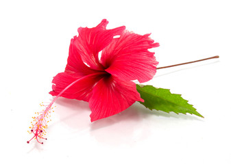 hibiscus flower