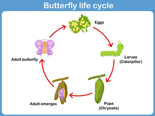 Fototapeta premium Vector Life cycle of a butterfly for kids