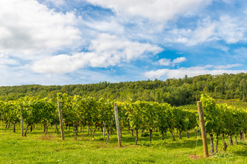Fototapeta na wymiar Beautiful rows of grapes before harvesting