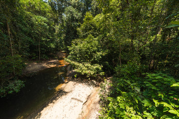 Borneo rainforest