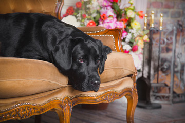 Black labrador dog with flower