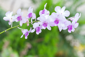 white orchid closeup