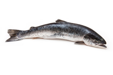 Atlantic Salmon (Salmo solar) whole fish.
