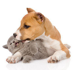 stafford puppy kissing kitten. isolated on white background