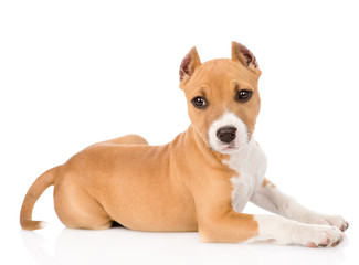 stafford puppy looking at camera. isolated on white background