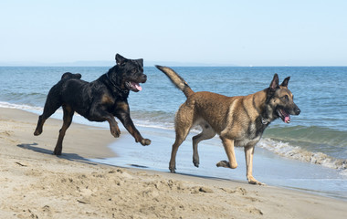 dogs on the beach
