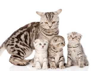 adult cat with kittens. isolated on white background