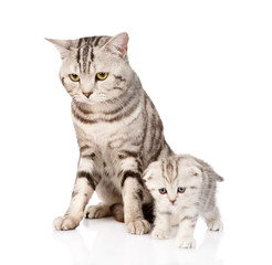 Fototapeta premium mother cat with kitten. isolated on white background