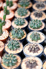 Small cactus.