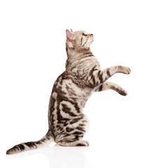 playful tabby grown cat in profile. isolated on white background