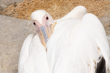 Fototapeta premium Pelican
