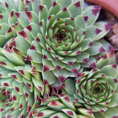 Sempervivum Hirtum study