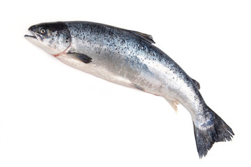 Atlantic Salmon (Salmo solar) whole fish.