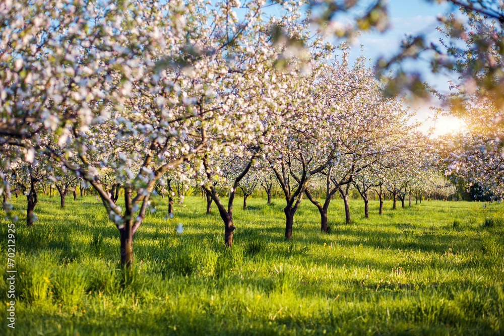 Sticker apple tree