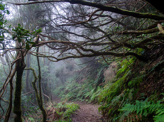 Wald im Anaga-Gebirge