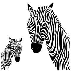 Fototapeta na wymiar Zebra. Vector illustration.