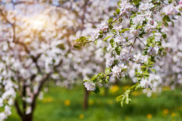 apple tree