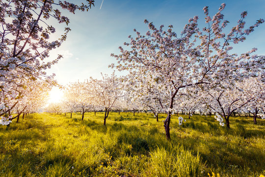 apple tree