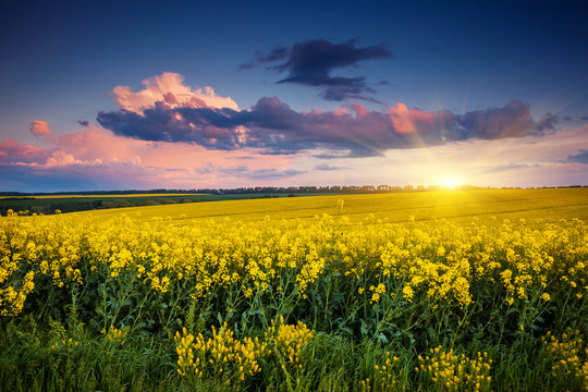 field