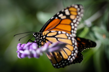 Fototapeta premium Monarch Danaus Plexippus