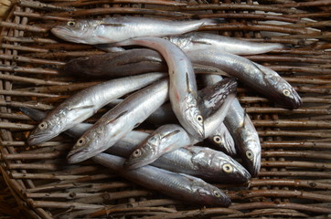 colinots