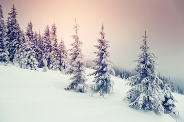 wonderful winter landscape