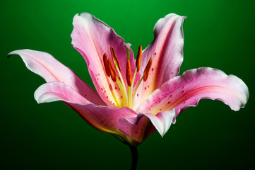 Lily flower with white-pink petals on a dark green background