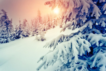 wonderful winter landscape