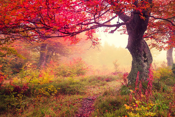 Panele Szklane Podświetlane  jesienny las