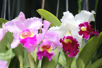 Obraz na płótnie Canvas Pink of wild orchids.