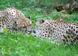 Two cheetahs fighting with piece of meat Acinonyx Jubatus