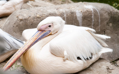 Pelican