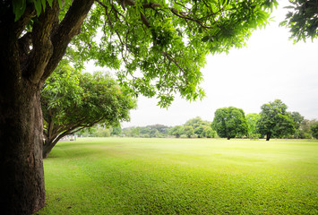 Green park with fresh grass and trees at summer season