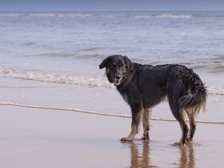 Fototapeta na wymiar Dog on beach