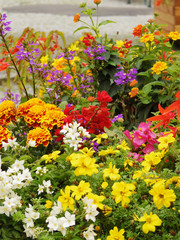 Fototapeta na wymiar colourful flowers background